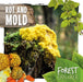 Rot & Mould